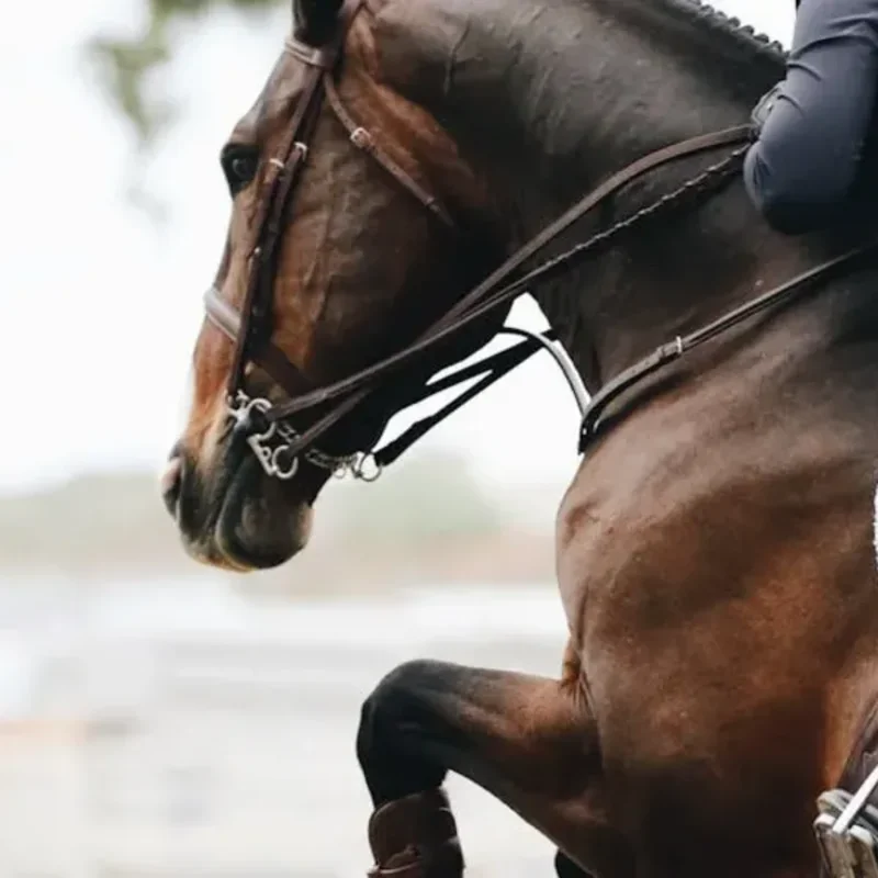 Dressage saddle fitting