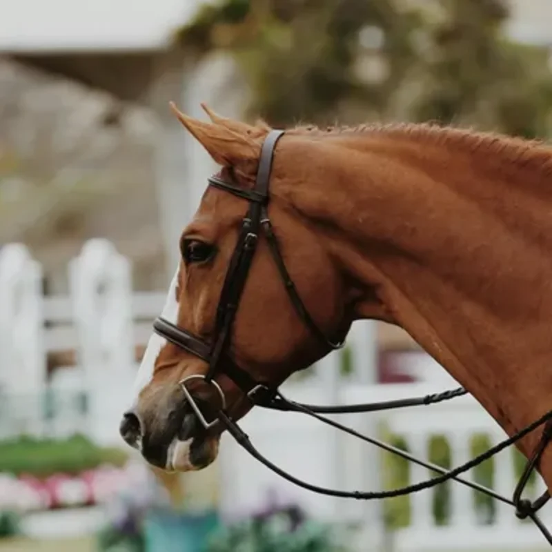 Equestrian accessories